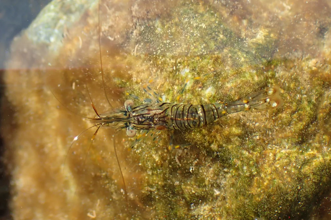 Rockpool Prawn