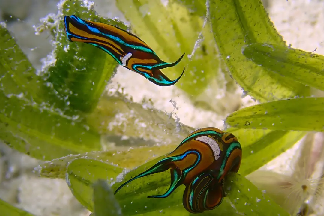 Swallowtail Headshield Slug