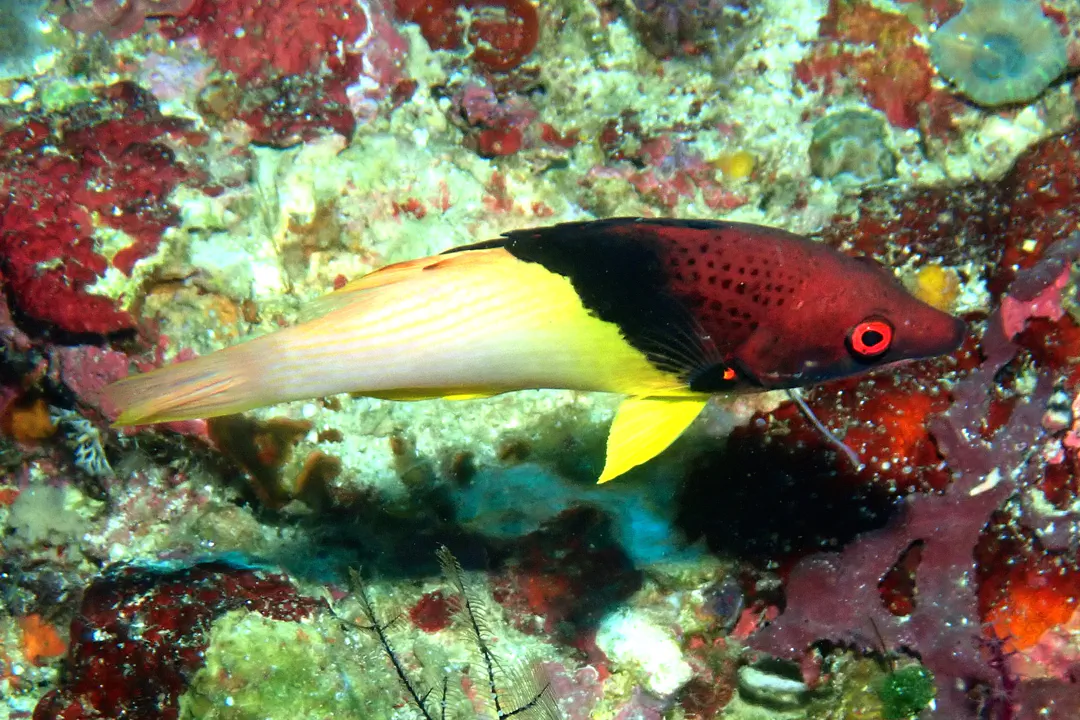 Blackbelt Hogfish