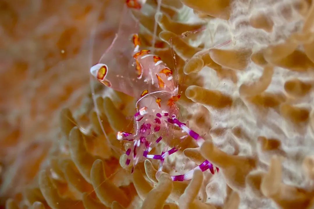 Yellow-spotted Anemone Shrimp (Ancylomenes luteomaculatus)