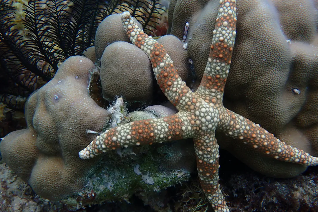Warty Mesh Sea Star (Nardoa tuberculata)