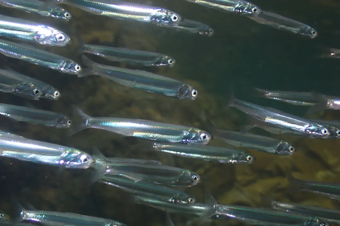 Australian Anchovy (Engraulis australis)