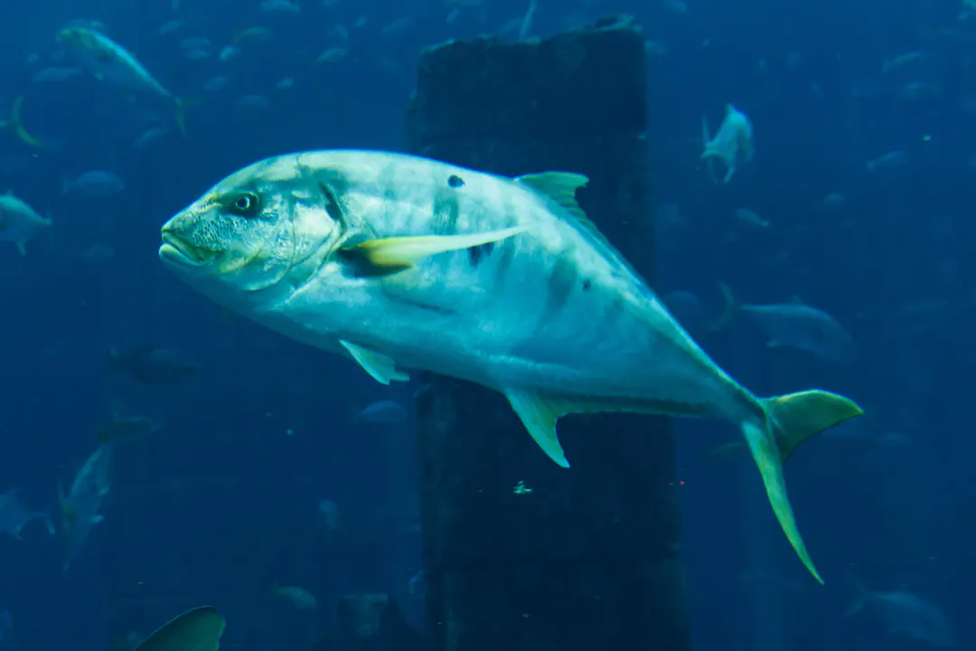 Golden Trevally (Gnathanodon speciosus)