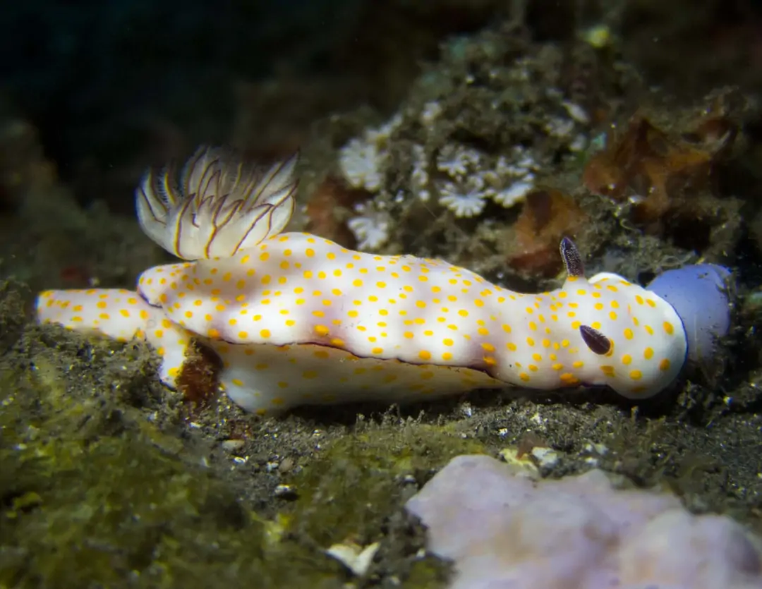 Seabook: Beautiful Gypsy Nudibranch