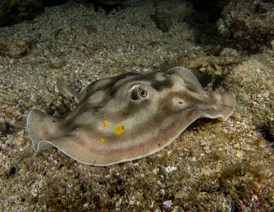 Seabook: Bullseye Round Stingray