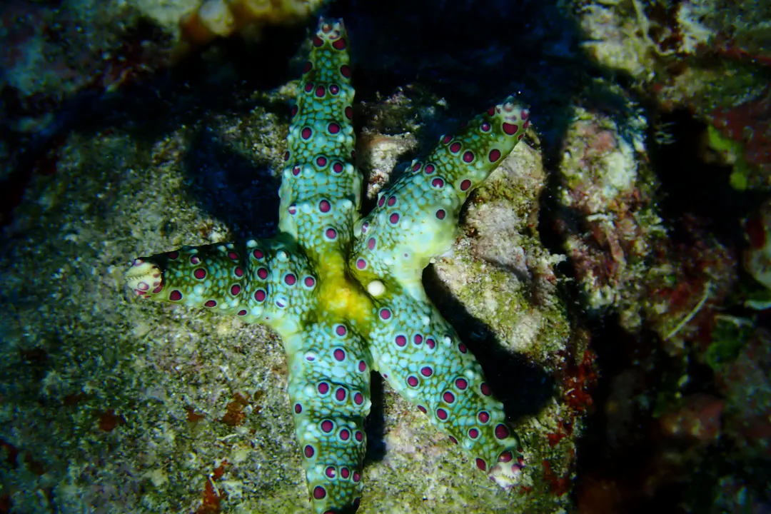 Cumming´s Sea Star
