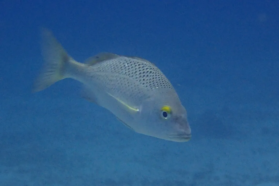 Grey Grunt (Haemulon scudderii)