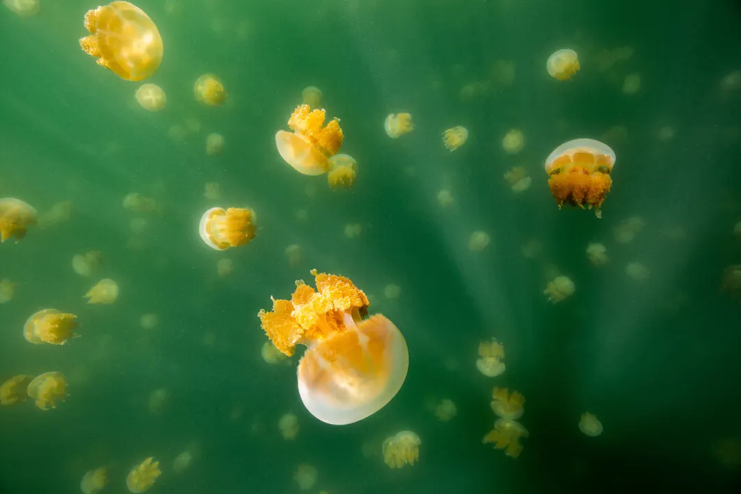 Mastigias sp