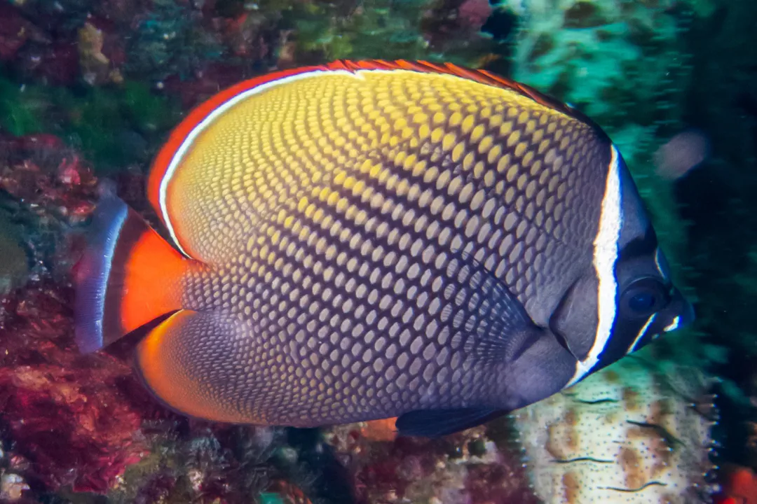 Red-tailed Butterflyfish (Chaetodon collare)