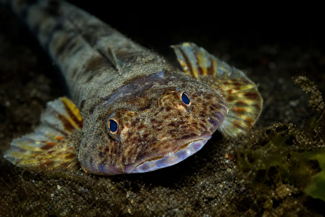 Tiger Flathead (Platycephalus richardsoni)