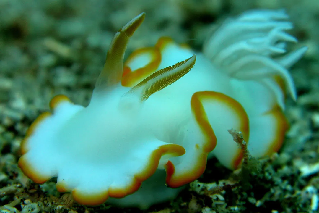 Ardeadoris electra (Ardeadoris electra)