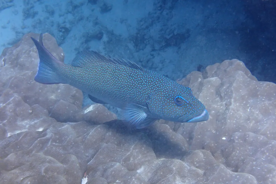 Leopard Coral Grouper (Plectropomus leopardus)
