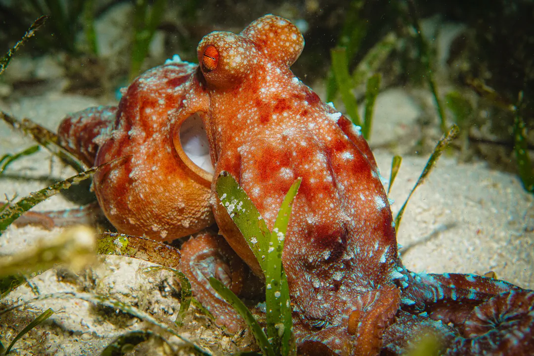 White-spotted Octopus (Callistoctopus macropus)