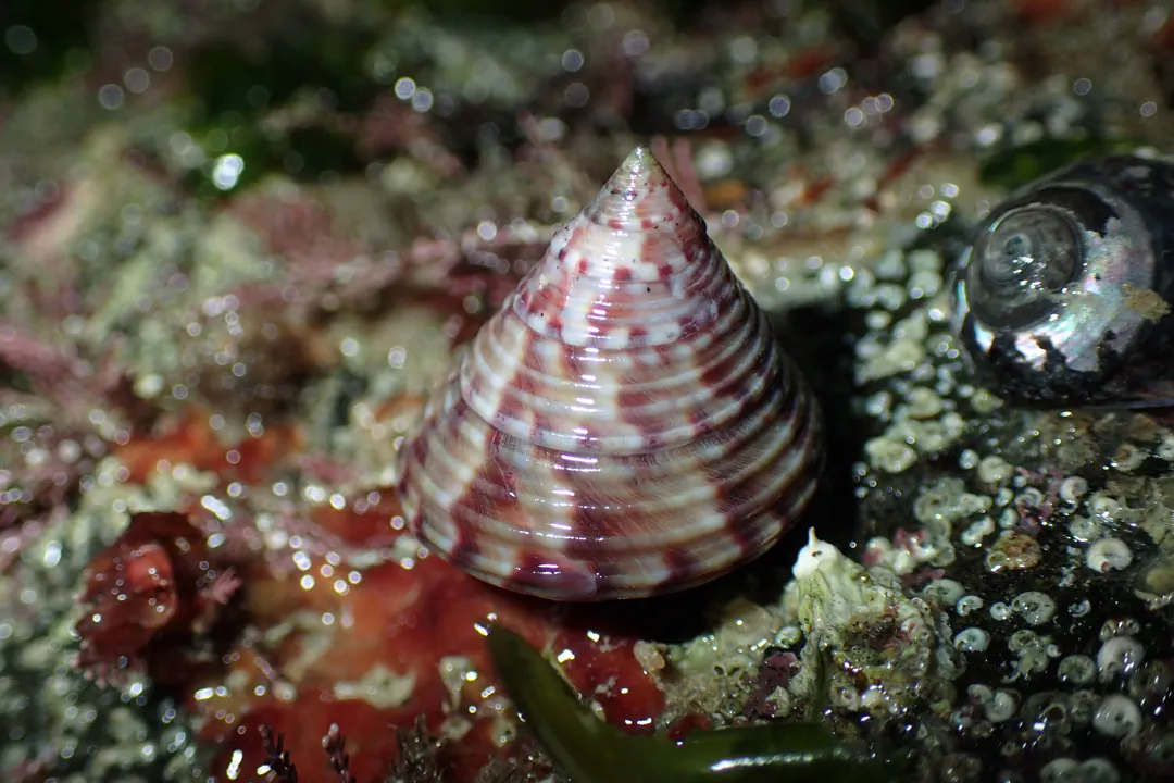 European Painted Top Shell