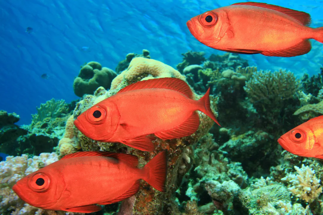 Atlantic Bigeye