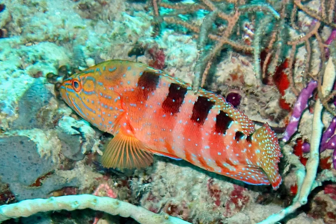 Saddle Grouper