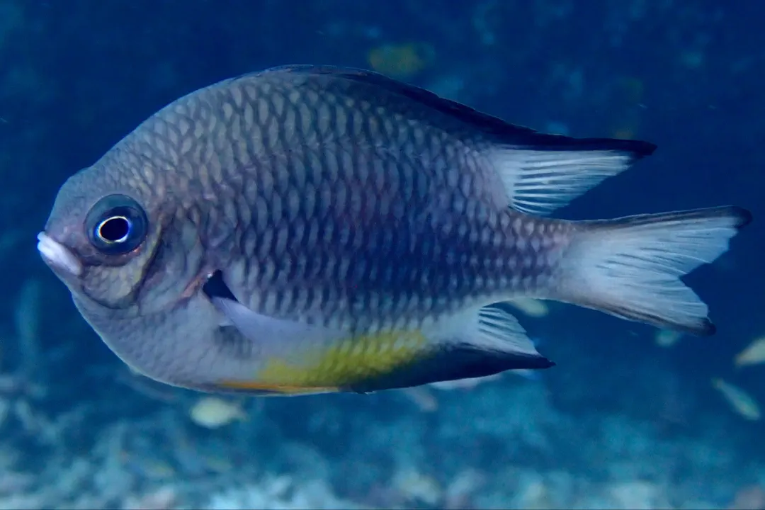 Yellowbelly Damsel (Amblyglyphidodon leucogaster)