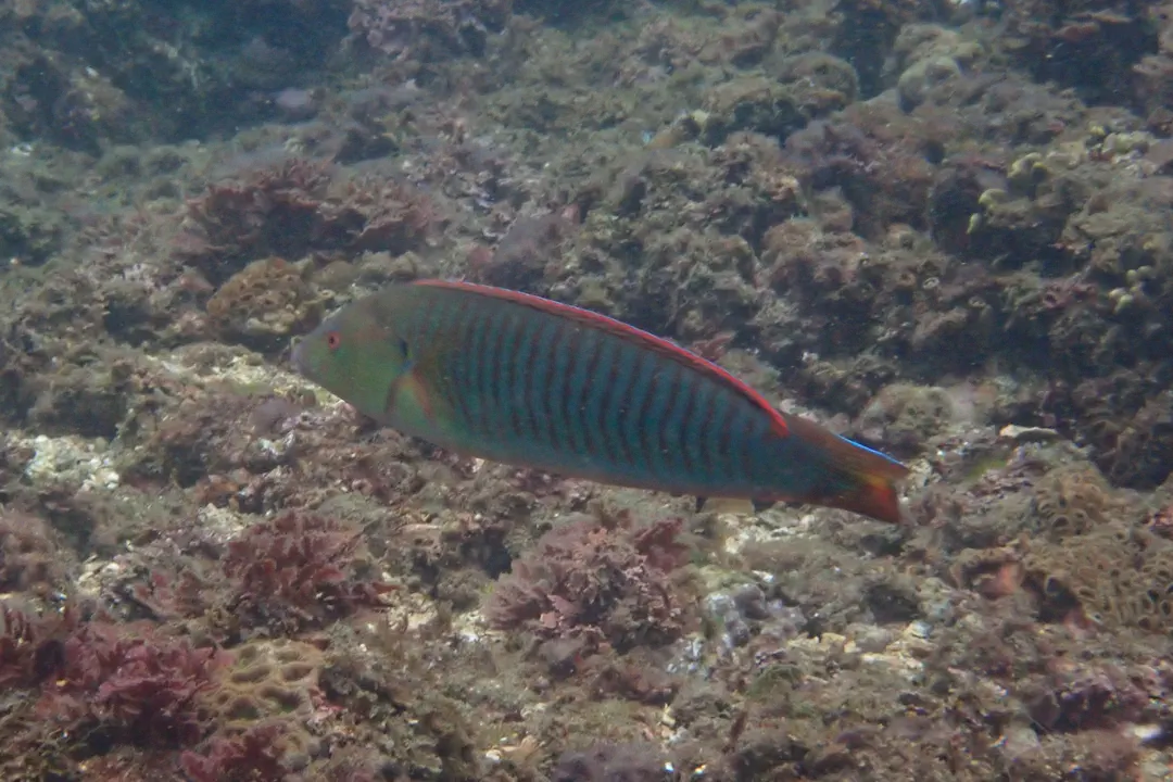 Pastel Ring Wrasse (Hologymnosus doliatus)