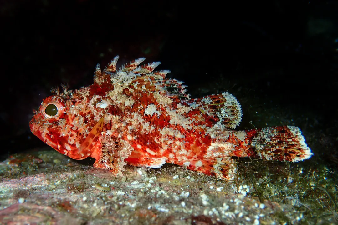 Small Red Scorpionfish (Scorpaena notata)
