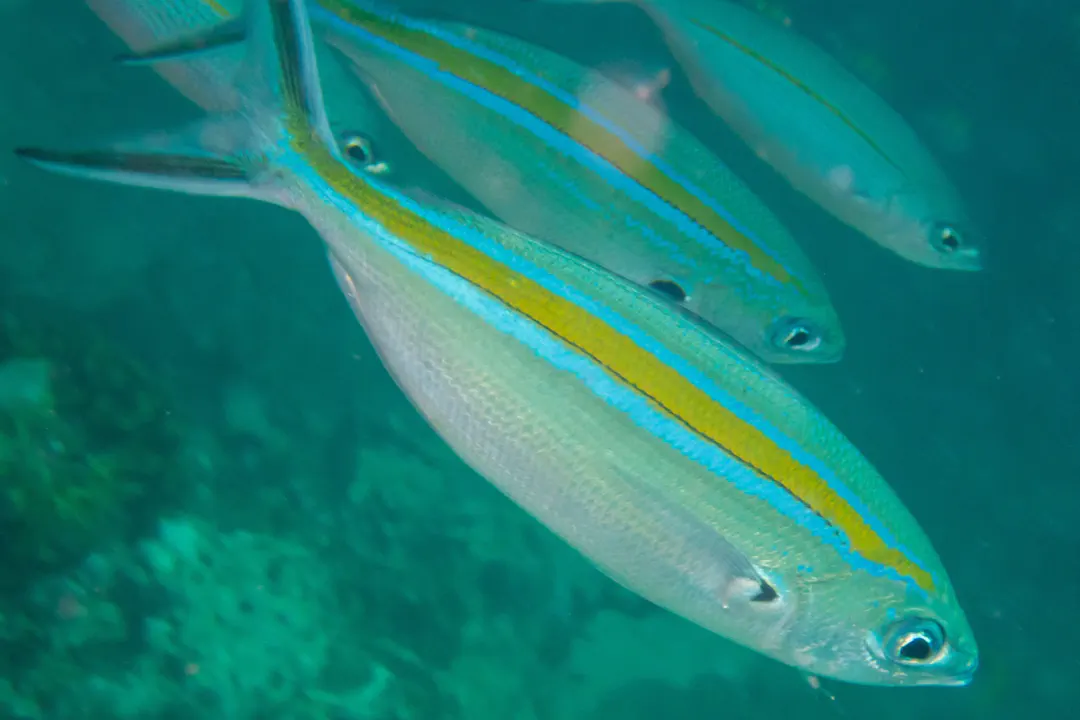 Scissor-tailed Fusilier (Caesio caerulaurea)