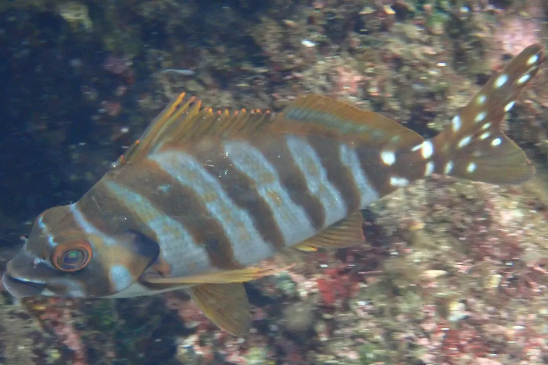 Spottedtail Morwong
