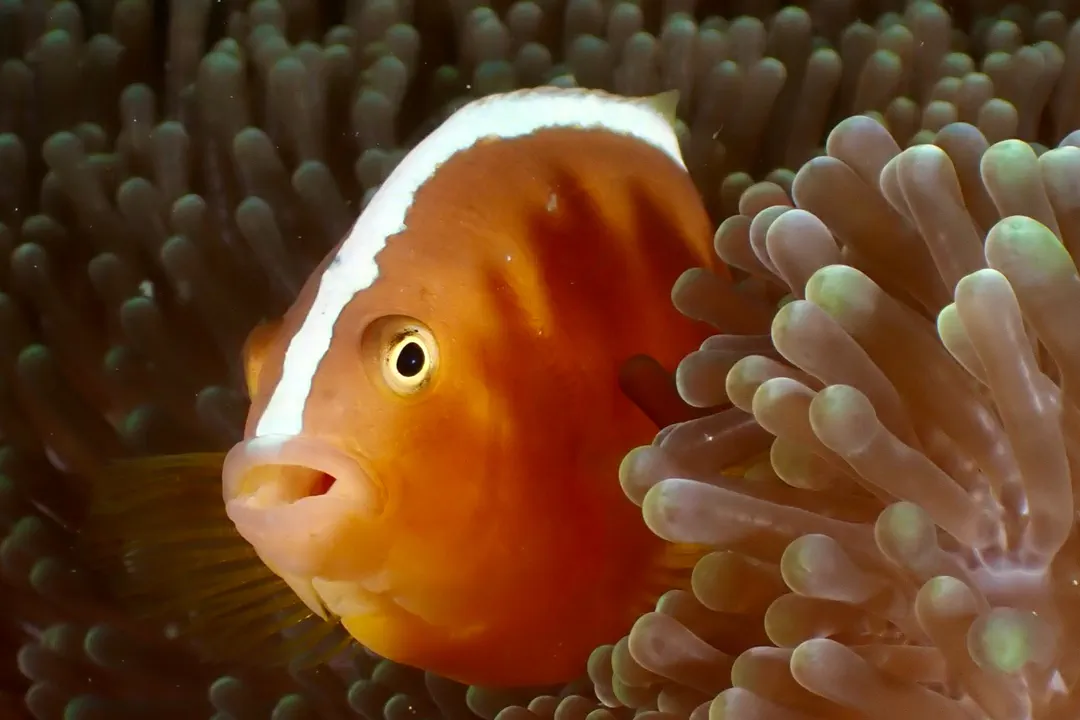 Yellow Clownfish (Amphiprion sandaracinos)