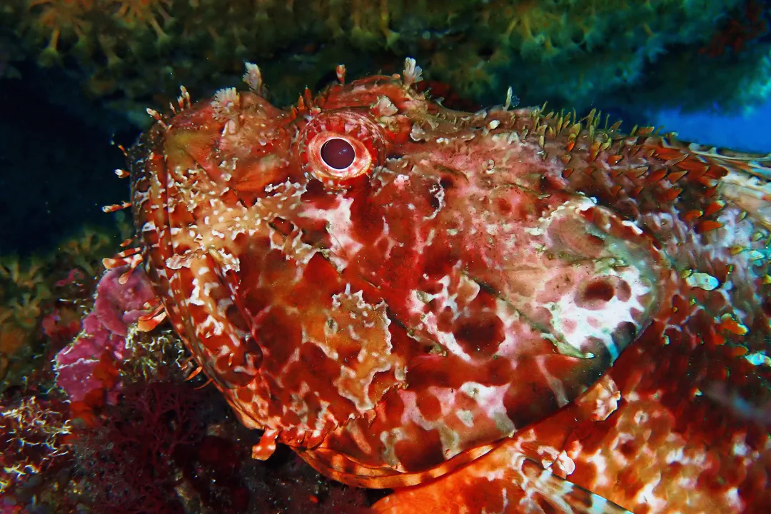 Red Scorpionfish (Scorpaena scrofa)