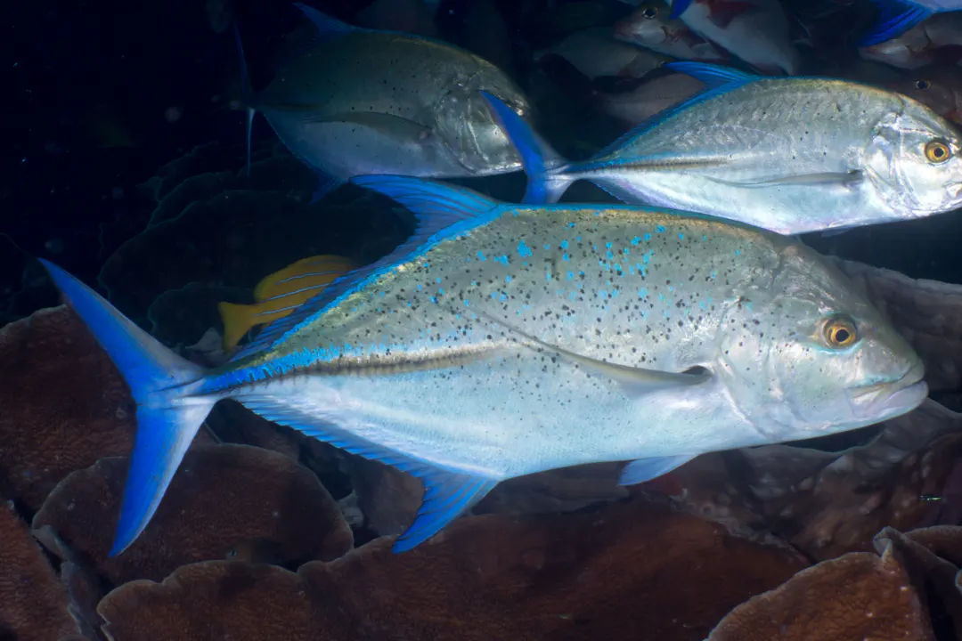 Bluefin Trevally (Caranx melampygus)