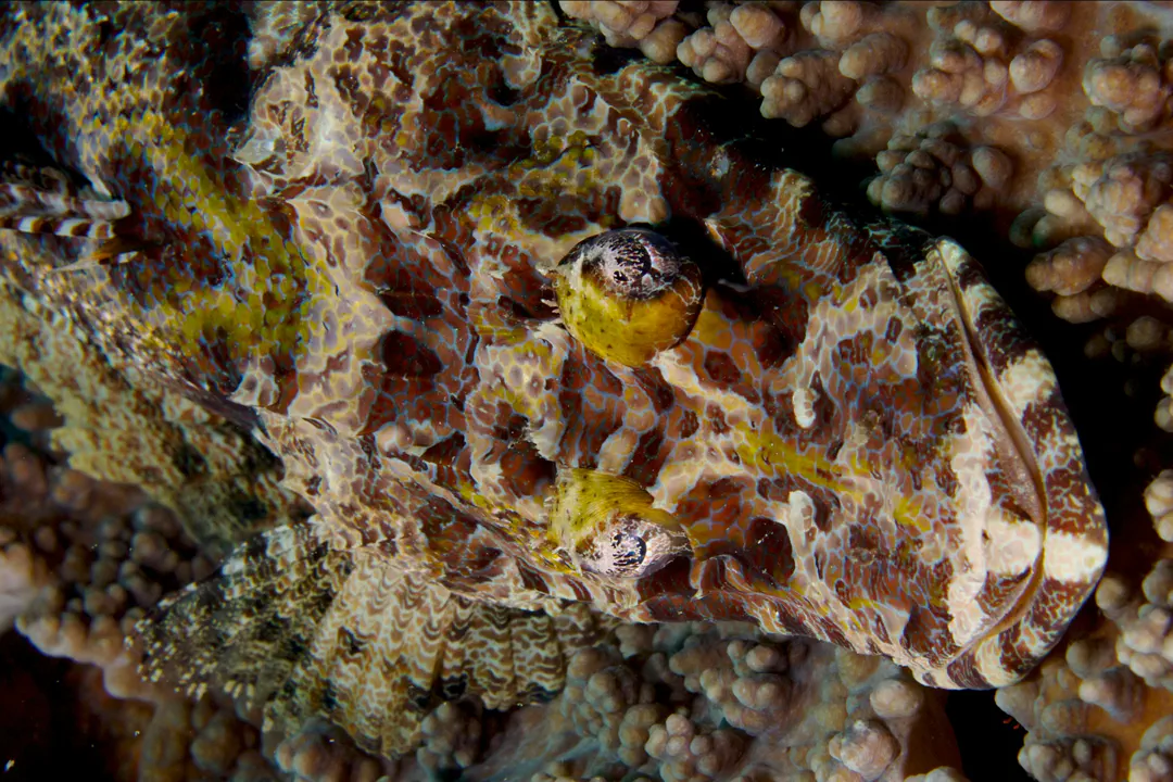Crocodilefish (bright)