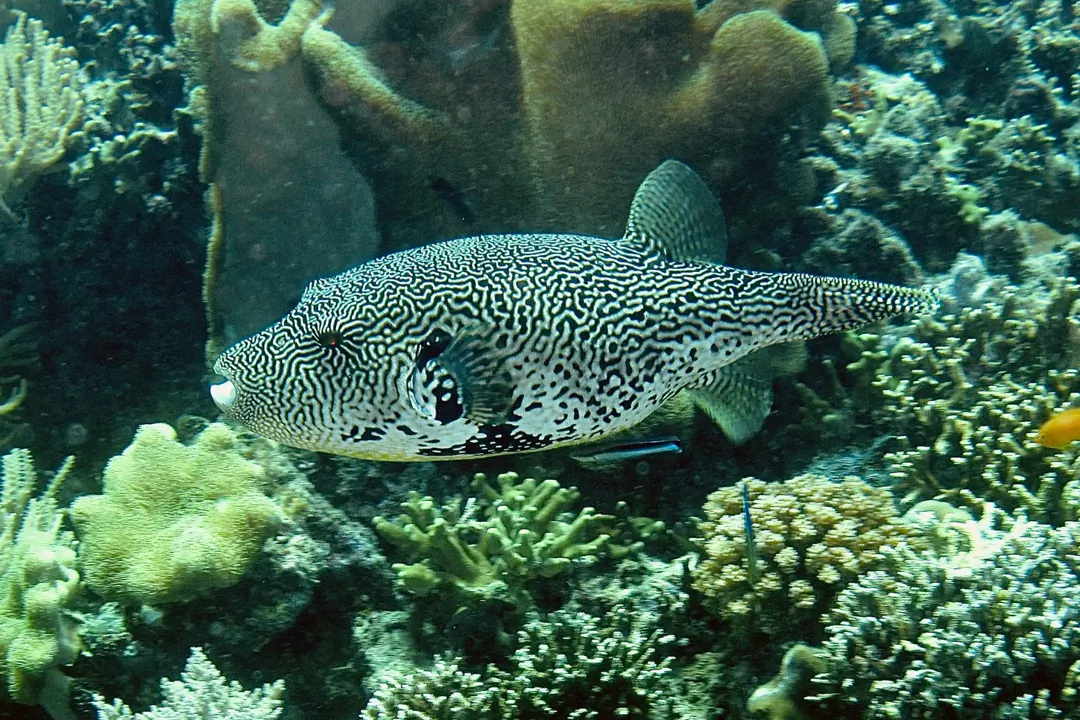 Map Puffer (Arothron mappa)