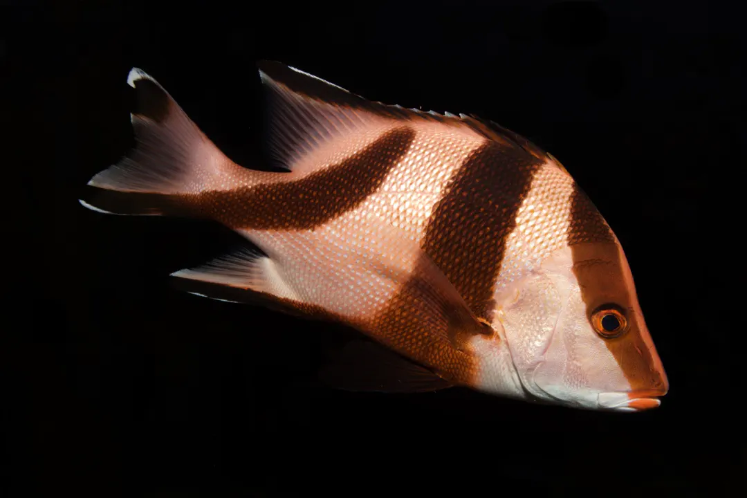 Emperor Red Snapper (Lutjanus sebae)