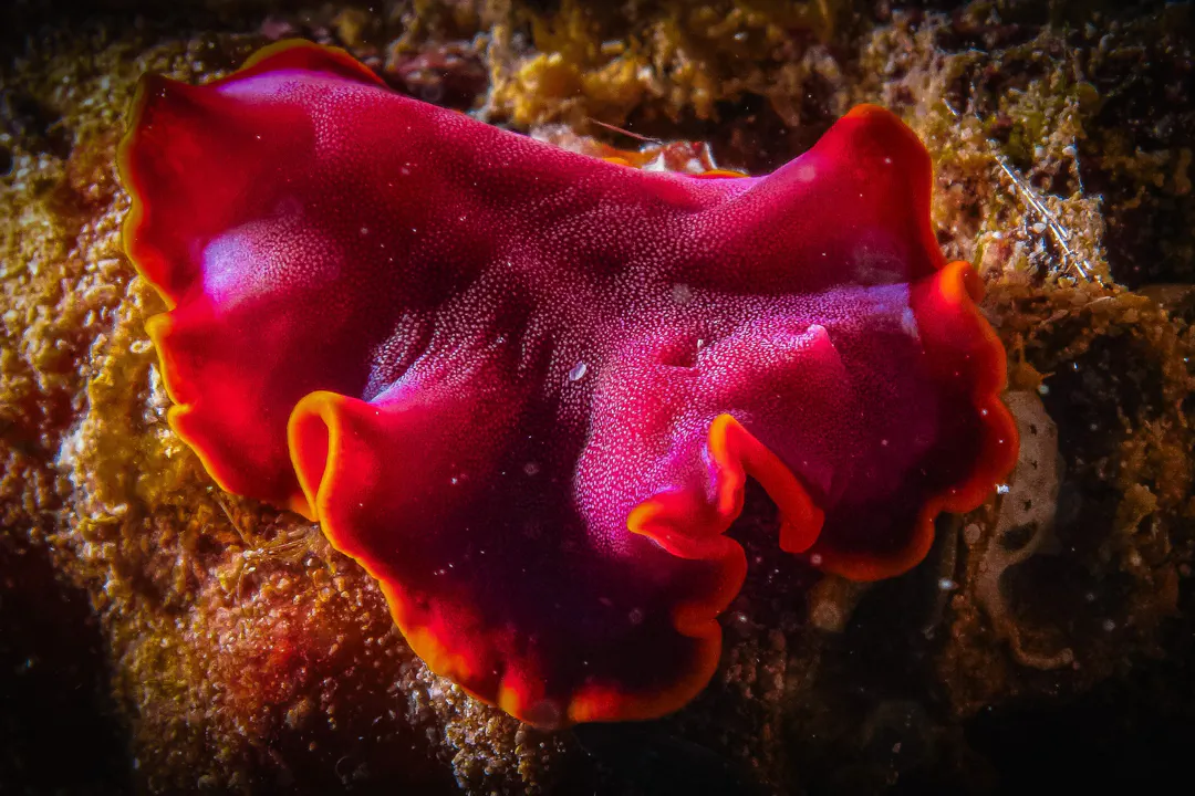 Fuchsia Flatworm