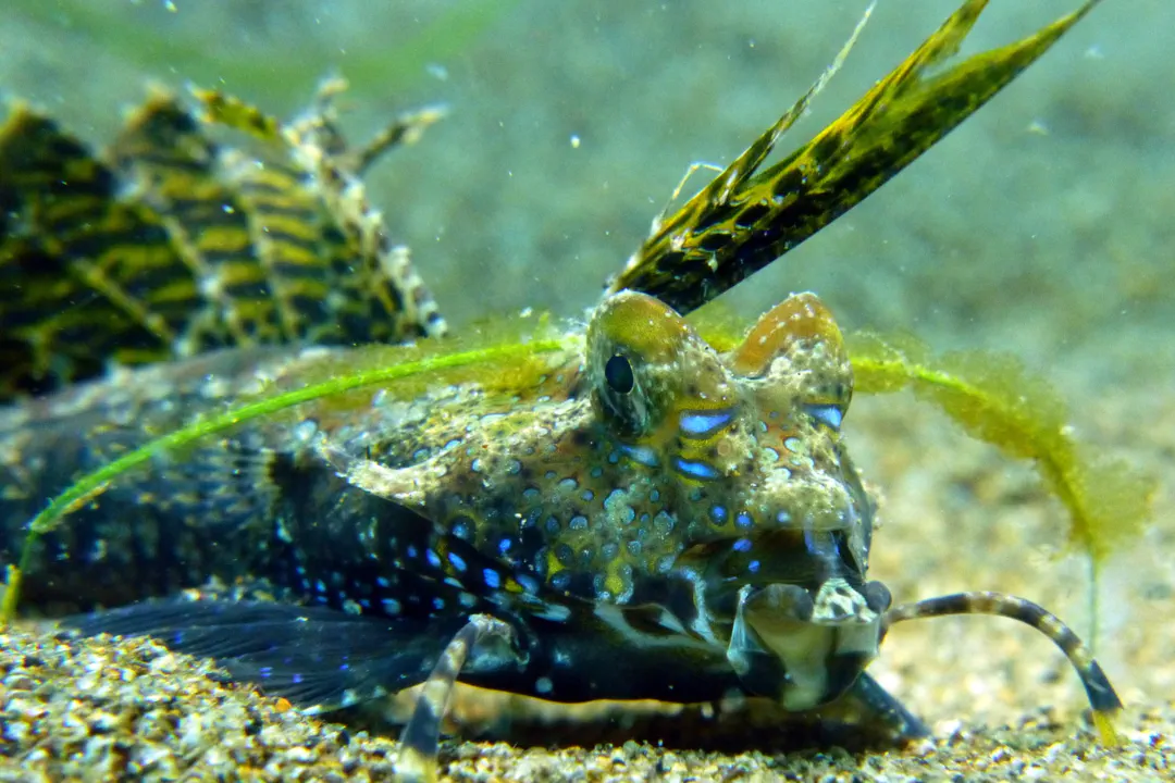 Fingered Dragonet (male) (Dactylopus dactylopus)