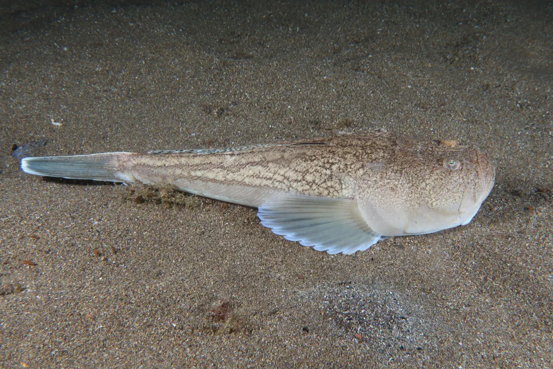 Atlantic Stargazer