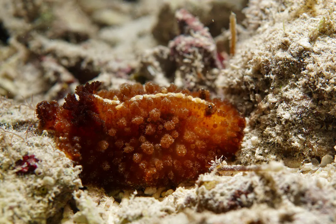Black prickly nudibranch