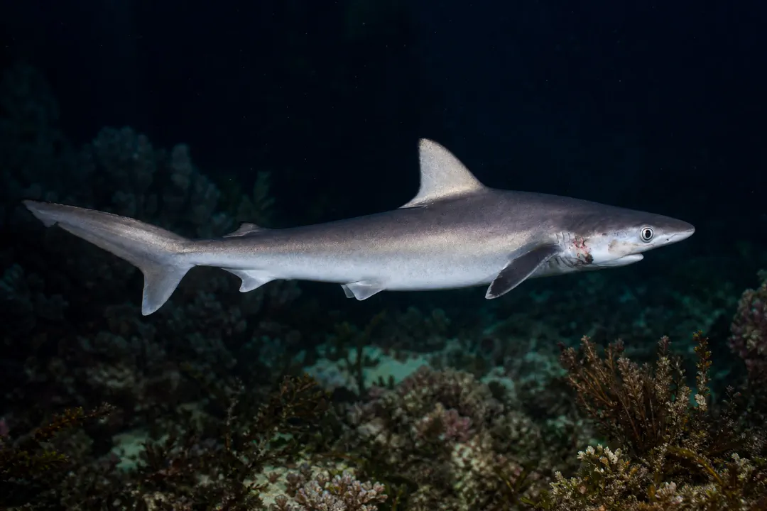 Australian Sharpnose Shark