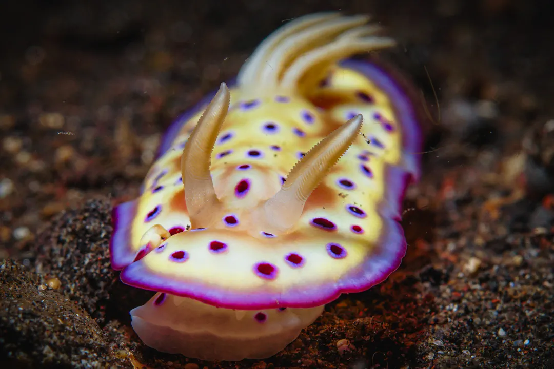 Kuni's Nudibranch (Goniobranchus kuniei)