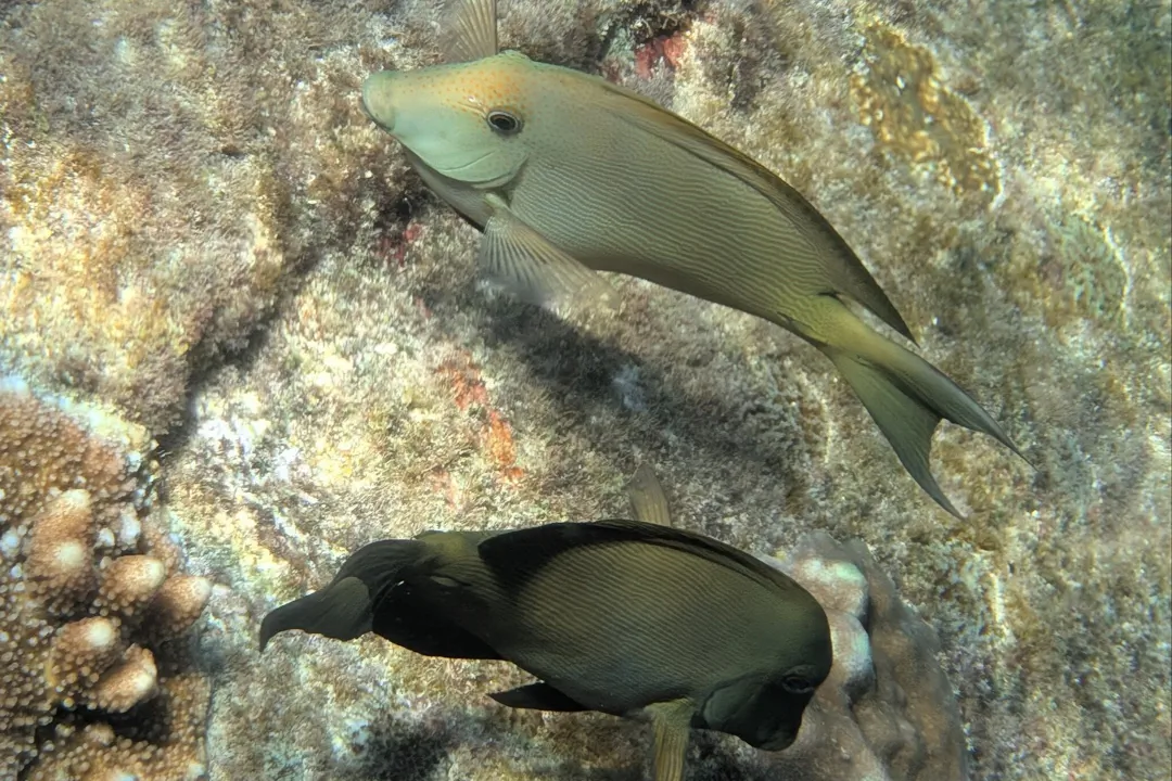 Striated Surgeonfish (Ctenochaetus striatus)