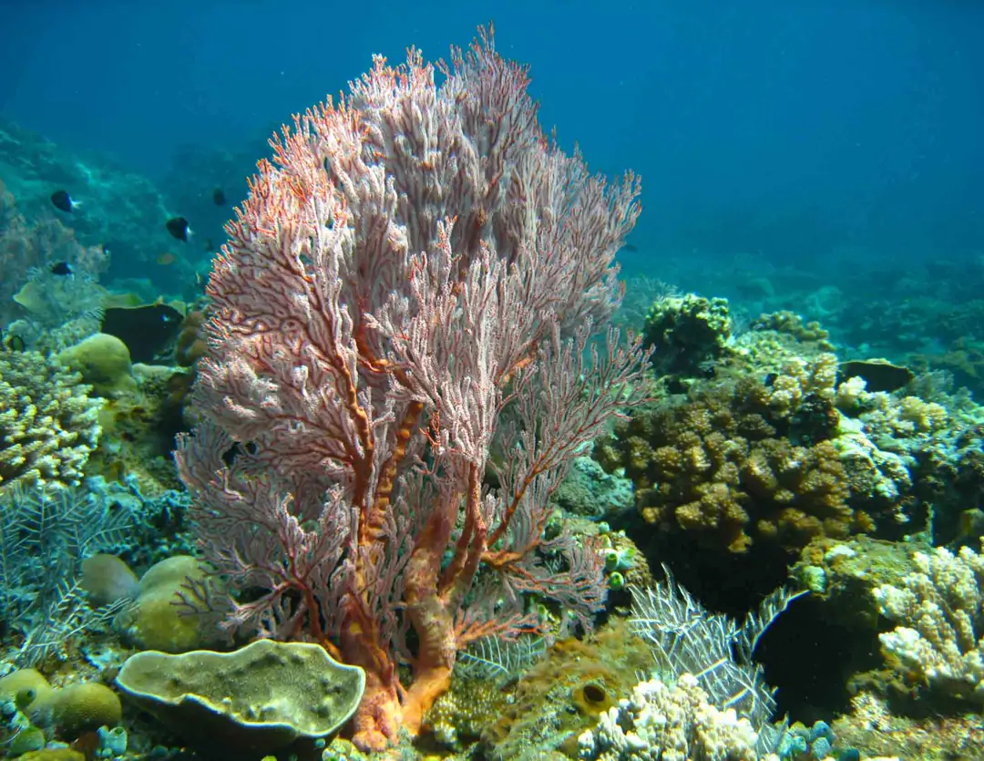 Seabook: Melithaea sp