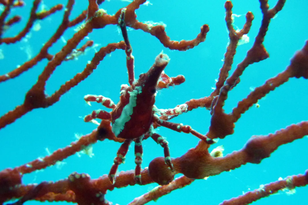 Depressed Spider Crab