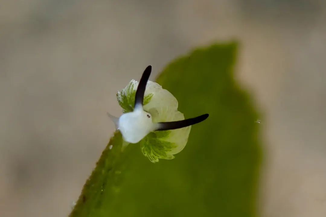 Rabbit Sapsucking Slug (Costasiella usagi)