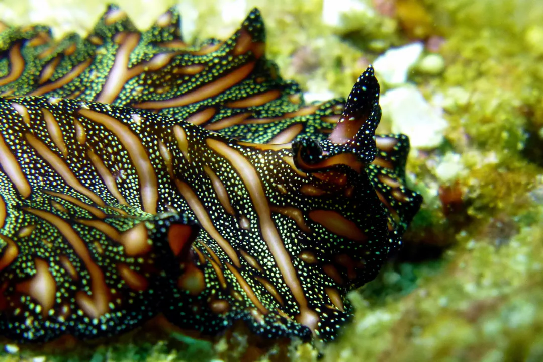 Persian Carpet Flatworm (Pseudobiceros bedfordi)
