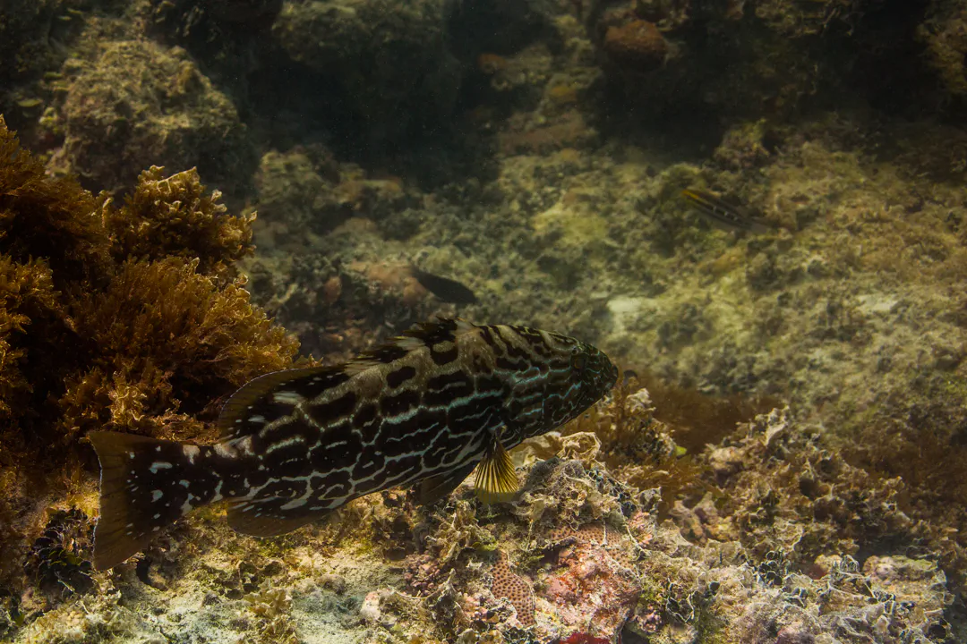 Black Grouper