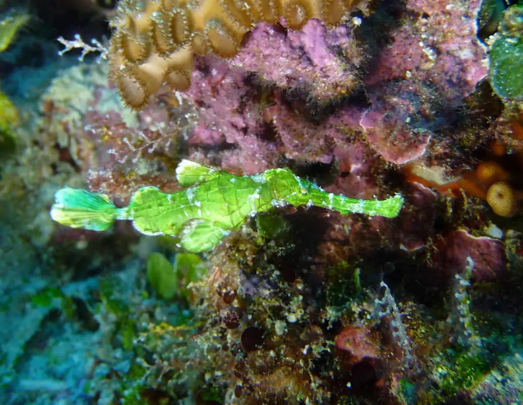 Seabook: Halimeda Ghost Pipefish (green)