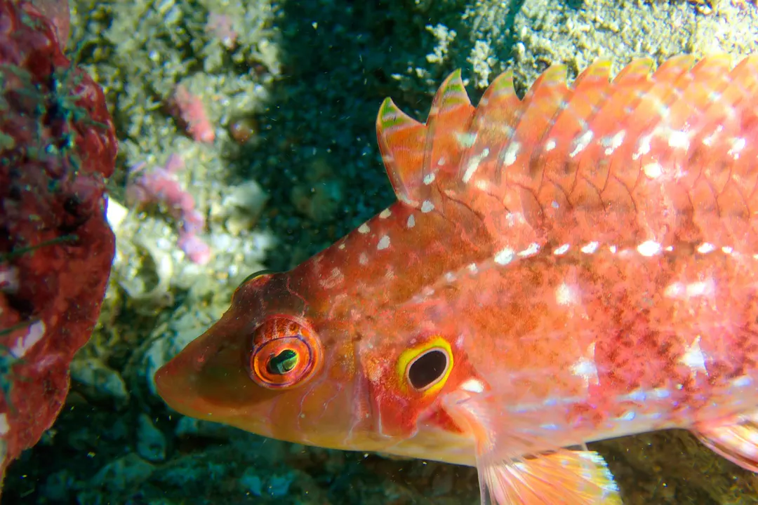 Thrush Sneaky Wrasse (Pteragogus turdus)
