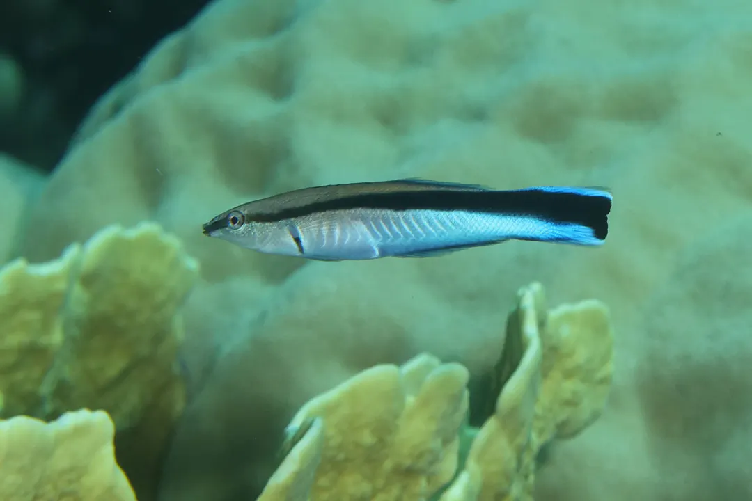 Bluestreak Cleaner Wrasse