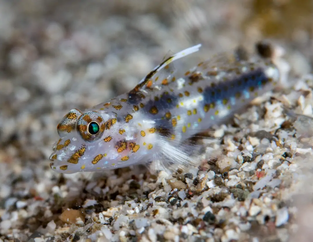 Seabook: Blotched Goby