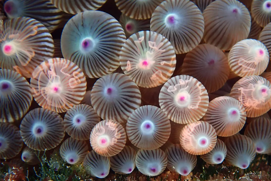 Bubble-tip Anemone (purple)