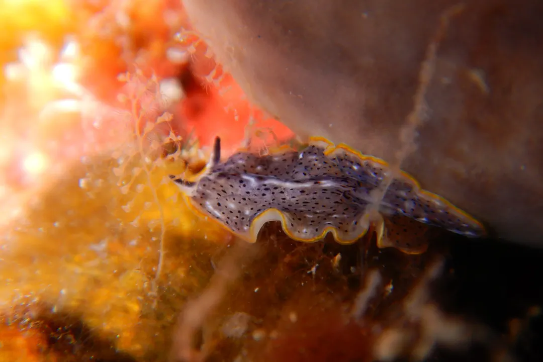 Moseley's Flatworm (Prostheceraeus moseleyi)