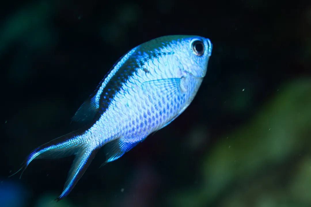 Blue Chromis (Chromis cyanea)